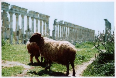 sheep-eid-al-adha.jpg