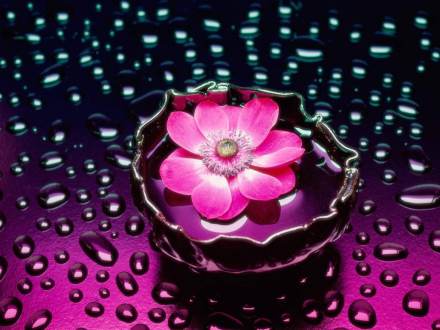 wonderful-pink-flower-in-water-beautiful-wallpaper.jpg